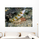Red-margin Shrimp Goby Wtih Wall Decal