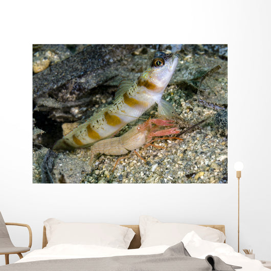 Red-margin Shrimp Goby Wtih Wall Decal
