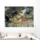 Red-margin Shrimp Goby Wtih Wall Decal