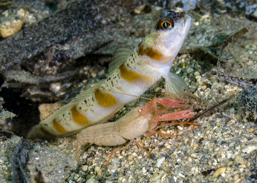 Red-margin Shrimp Goby Wtih Wall Decal