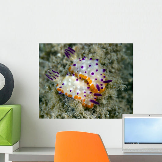 Mexichromis Species Nudibranch Papua Wall Decal