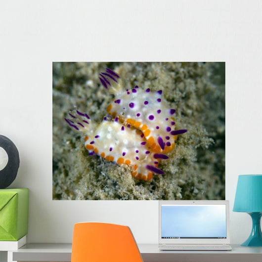 Mexichromis Species Nudibranch Papua Wall Decal