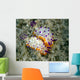 Mexichromis Species Nudibranch Papua Wall Decal