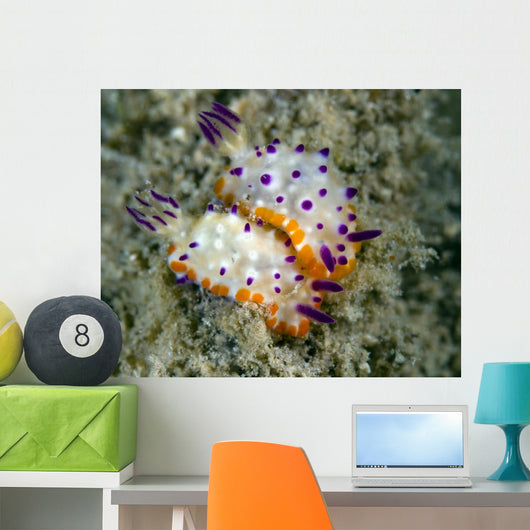 Mexichromis Species Nudibranch Papua Wall Decal
