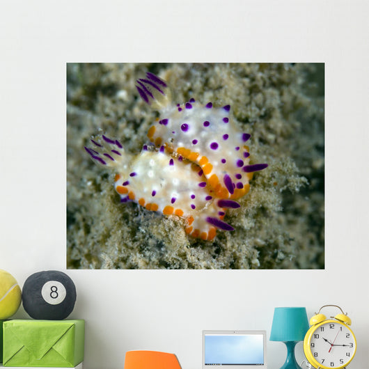 Mexichromis Species Nudibranch Papua Wall Decal