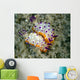 Mexichromis Species Nudibranch Papua Wall Decal