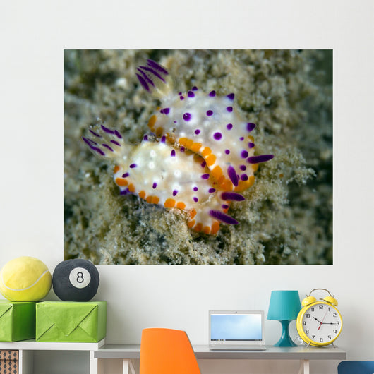Mexichromis Species Nudibranch Papua Wall Decal