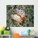Mexichromis Species Nudibranch Papua Wall Decal