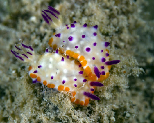 Mexichromis Species Nudibranch Papua Wall Decal