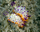 Mexichromis Species Nudibranch Papua Wall Decal