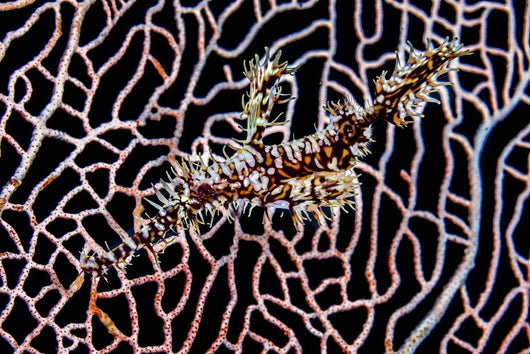 Ornate Ghost Pipefish Sea Wall Decal