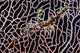 Ornate Ghost Pipefish Sea Wall Decal