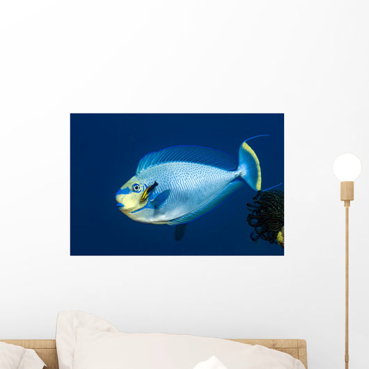 Bignose Unicornfish Being Cleaned Wall Decal