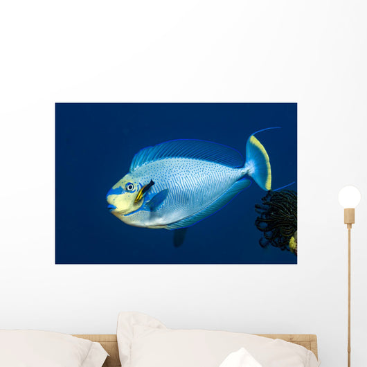 Bignose Unicornfish Being Cleaned Wall Decal
