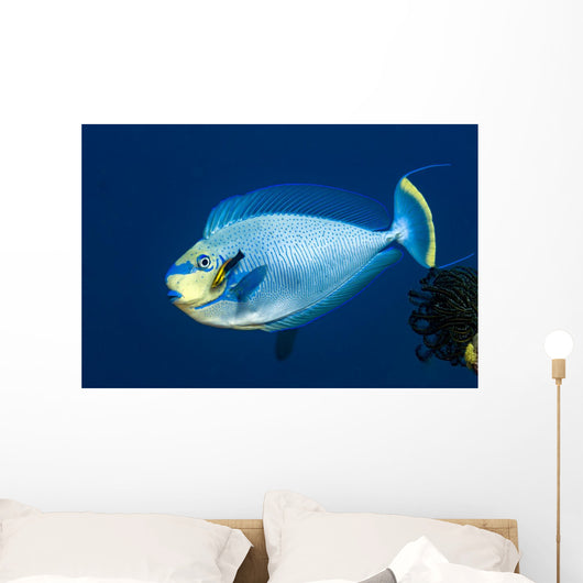 Bignose Unicornfish Being Cleaned Wall Decal