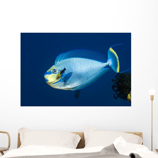 Bignose Unicornfish Being Cleaned Wall Decal