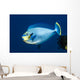 Bignose Unicornfish Being Cleaned Wall Decal