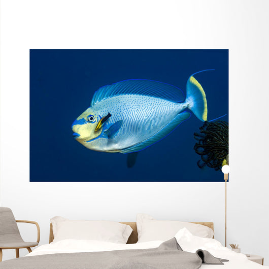 Bignose Unicornfish Being Cleaned Wall Decal