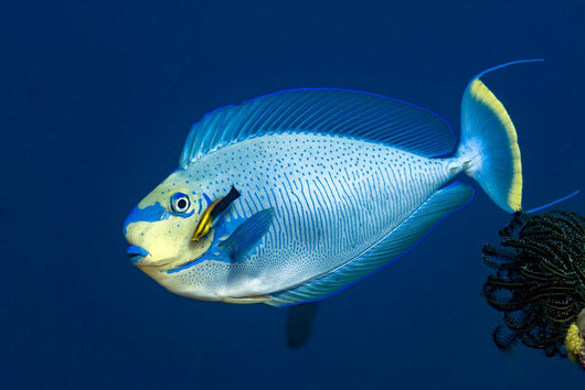 Bignose Unicornfish Being Cleaned Wall Decal