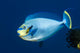 Bignose Unicornfish Being Cleaned Wall Decal