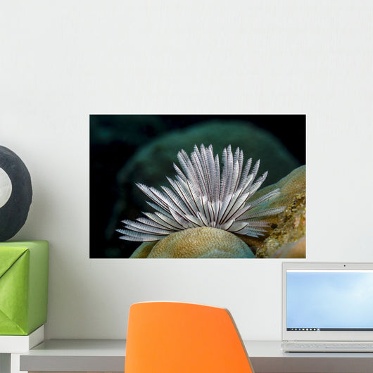 Common Feather Duster Worm Wall Decal