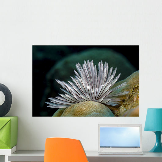 Common Feather Duster Worm Wall Decal