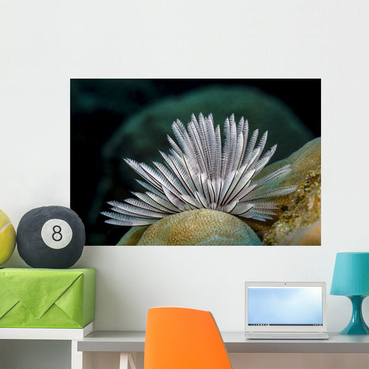 Common Feather Duster Worm Wall Decal