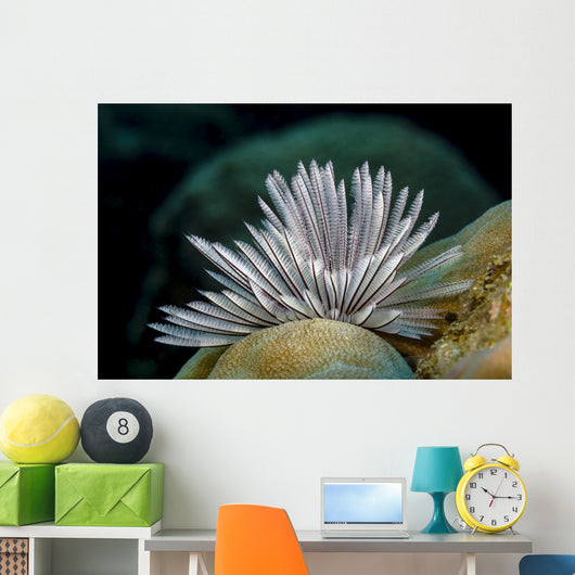 Common Feather Duster Worm Wall Decal