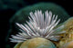 Common Feather Duster Worm Wall Decal