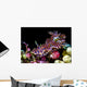 Netted Miamira Nudibranch Papua Wall Decal