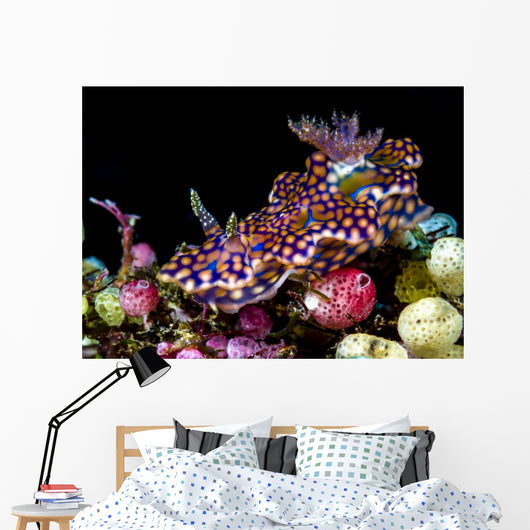 Netted Miamira Nudibranch Papua Wall Decal