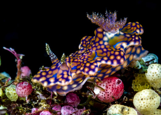 Netted Miamira Nudibranch Papua Wall Decal
