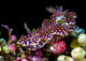 Netted Miamira Nudibranch Papua Wall Decal