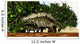 Stegosaurus Baby Looks to Wall Decal