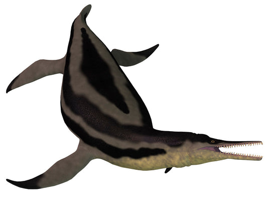 Dolichorhynchops Extinct Genus Short-neck Wall Decal