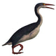 Hesperornis Genus Flightless Birds Wall Decal