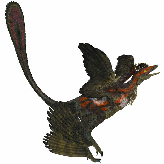 Microraptor Extinct Small Flying Wall Decal