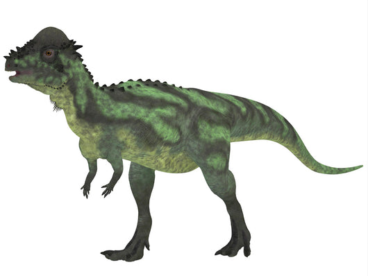 Pachycephalosaurus Biped Dinosaur from Wall Decal