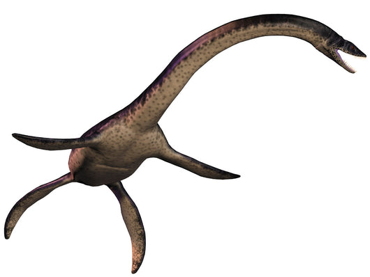 Plesiosaurus Large Marine Predatory Wall Decal