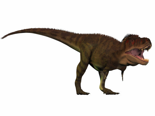 Tyrannosaurus Rex Large Carnivore Wall Decal Design 1