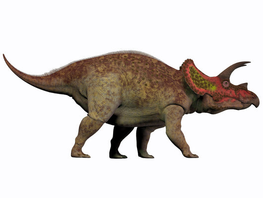 Triceratops Herbivorous Dinosaur from Wall Decal