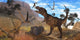 Tyrannosaurus Rex Attempts to Wall Decal