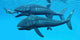Leedsichthys Fish about to Wall Decal