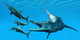 Liopleurodon Reptile Hunting Ichthyosaurus Wall Decal