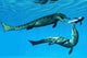 Metriorhynchus Marine Reptiles Try Wall Decal
