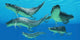 Group Xenacanthus Prehistoric Sharks Wall Decal