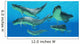 Group Xenacanthus Prehistoric Sharks Wall Decal