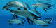 Group Scaumenacia Lobe-finned Fish Wall Decal Design 2