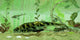 Bothriolepis Freshwater Bottom Feeder Wall Decal