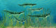 Orthacanthus Was Freshwater Shark Wall Decal